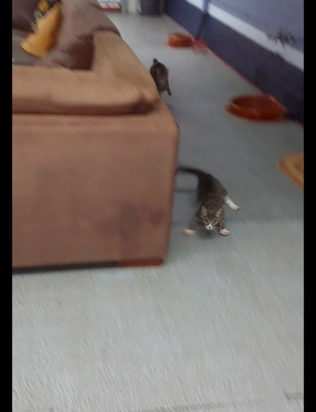 主人一说吃饭，两只猫咪以迅雷不及掩耳之势冲过来，都有重影了！