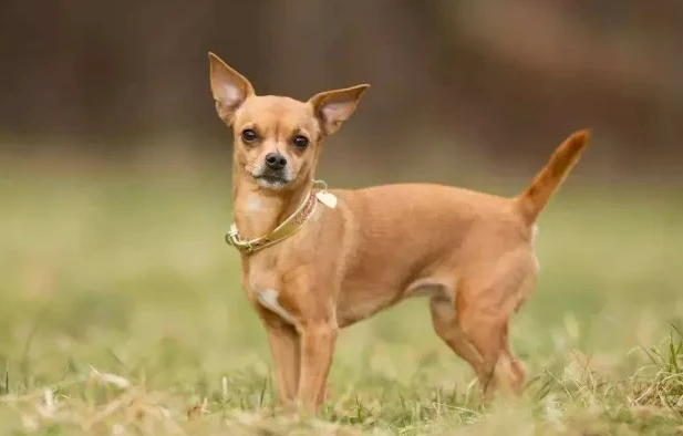 自制水煮狗饭养出一身黑亮毛发！路人阿姨嘲讽：“浪费粮食！”