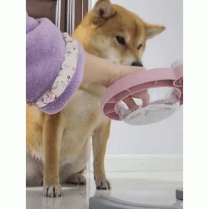 柴犬不吃益生菌拌狗粮，结果被强喂进嘴，网友爆笑：骂骂咧咧吃完的？