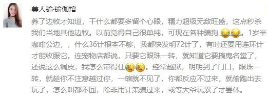 养了边境牧羊犬，才发现的一些真相…