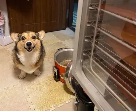 主人在厨房切莲雾，柯基秒飘到门边逼视：给偶交出来！