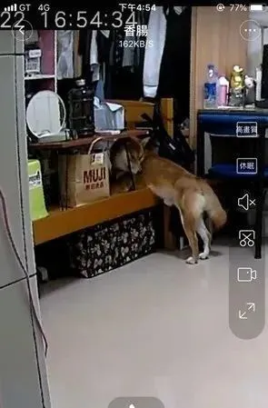 网友上班时通过监控偷看狗子，却发现狗子的…头断了！？