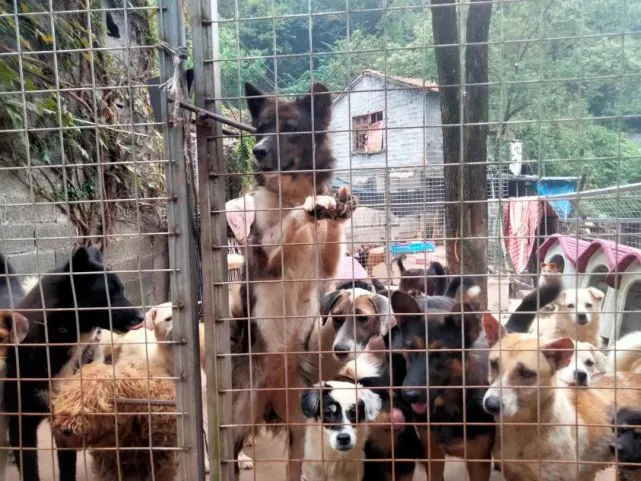 800只流浪狗！它们正在面临严重饥饿！恳求大家一起帮帮它们！
