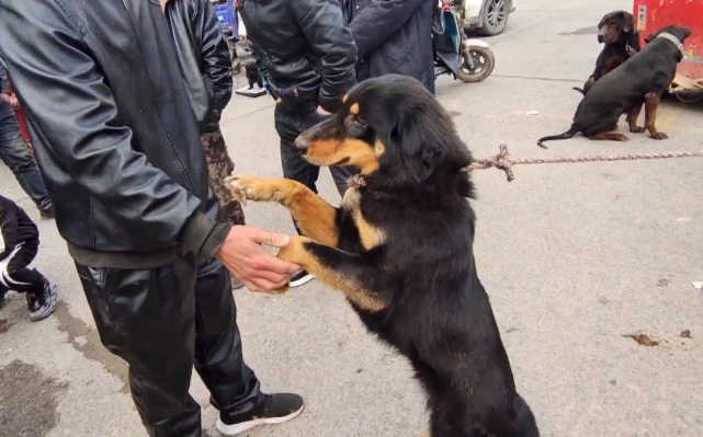 460！寒风中，紧握主人双手的狗狗，最终还是难逃小伙将它卖狗肉车的命运