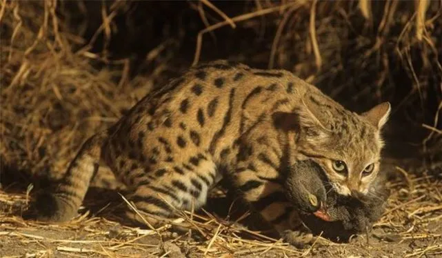 被全世界禁养的猫，有着超高的颜值和杀伤力，看完你还敢养吗？