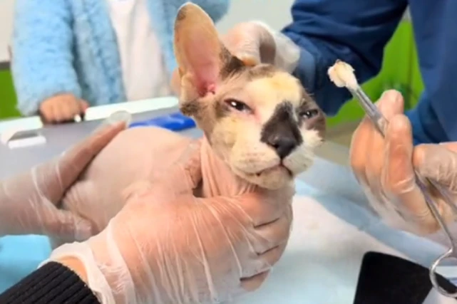 昂贵无毛猫也成流浪猫？暴雪前获救的猫咪，终于能够睡个安稳觉了