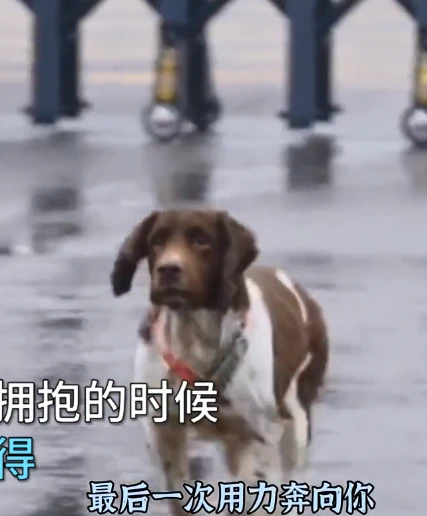 贵州搜救犬康康退休仪式上，消防员泪眼相送，互相拥抱直接破防