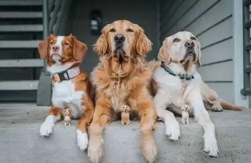 狗狗临终前的4个征兆，请不要再不当回事，好好照顾它！