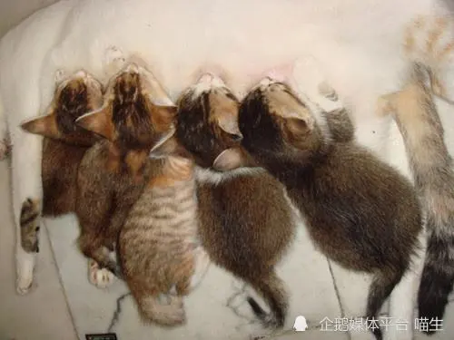 猫咪生产与接生的那些事，合格铲屎官必修课（下）