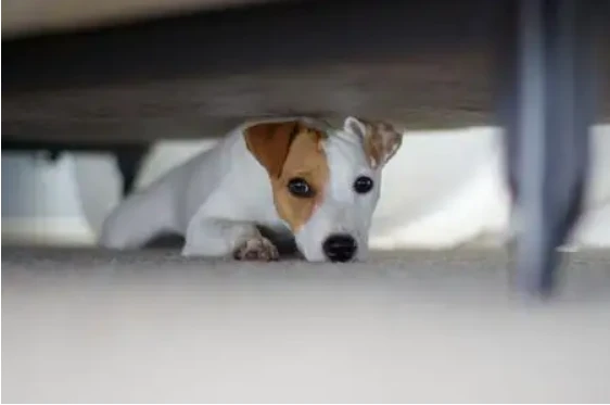 如何调节狗狗“胆小怕生不亲人”的心理状态？