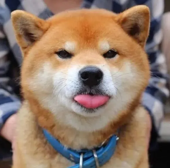 如何正确的饲养柴犬