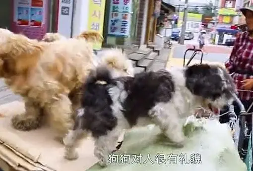 男子捡破烂为生，收养了11只流浪狗，垃圾车成了“撸狗车”