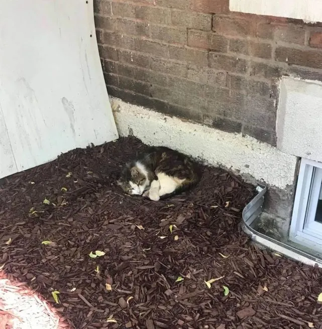 猫趣｜猫咪在街头流浪8年，回喵星前，终于有了爱它的人和温暖的家