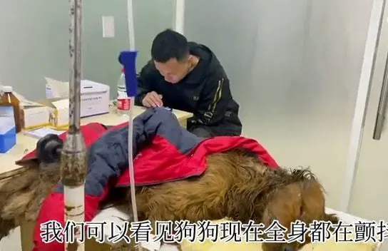 金毛被扔在垃圾桶里奄奄一息，被好心人送去治疗：一定要坚持住