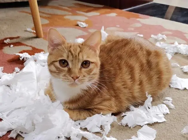 为什么猫咪“控制不住自己的爪子”？