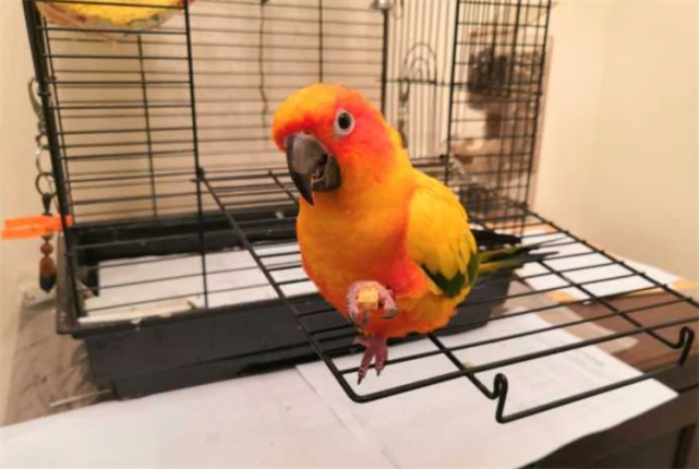 冷知识科普：鹦鹉的嘴巴需要修剪吗？很多人忍不住，真不建议动手