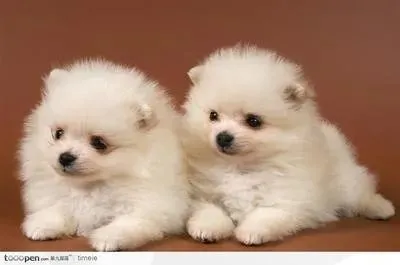 狗狗最常见的问题——泪痕