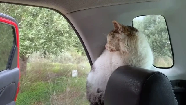 因食物被卡头的流浪猫，对人类不断嘶吼，被放生时它却赖着不走了