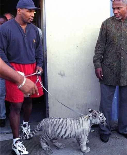 泰森回忆养狮子老虎：受不了老虎的臭屁，被狮子咬伤缝7针