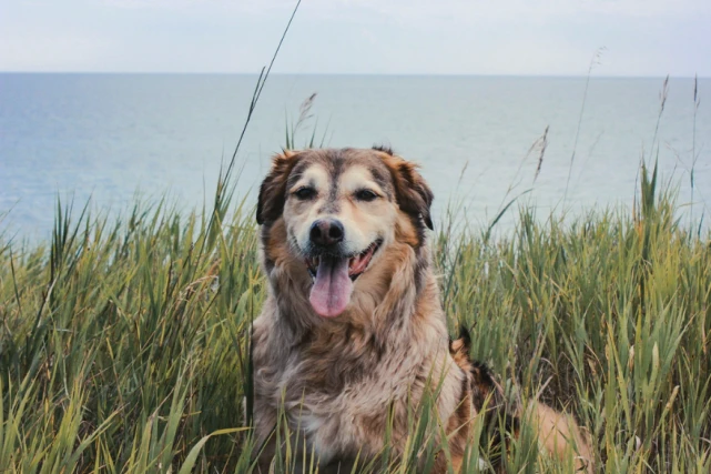 救命呀！我家狗子是大禽兽！它…它竟然睡了它亲妈………