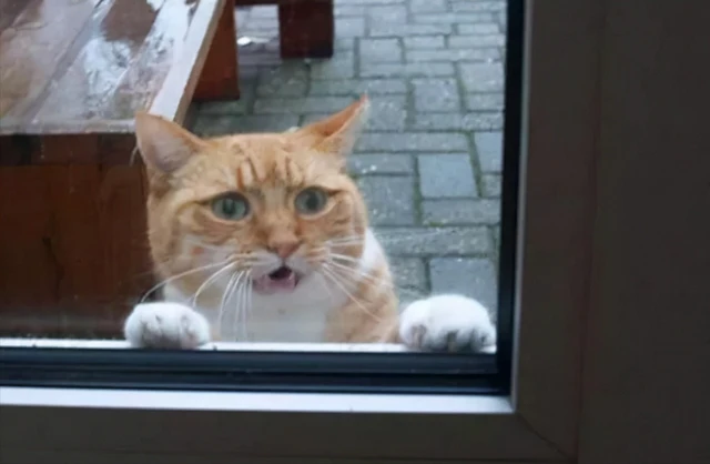 猫咪最怕的“惩罚”，个个都是它的死穴，你未必知道