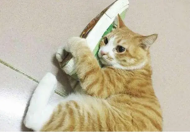 猫咪“牵挂”主人的表现，占3个以上，说明它很爱你！