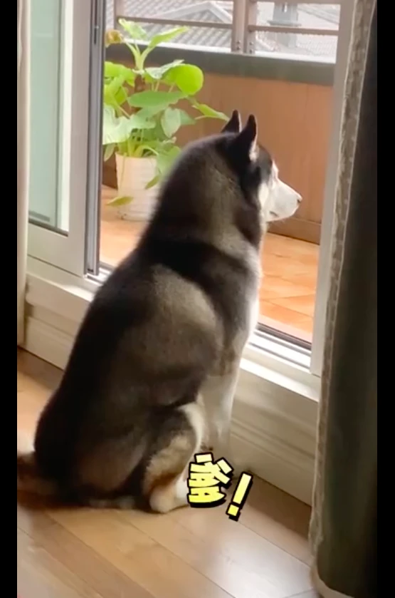 主人叫狗的名字它没反应，但是叫爹它立马转头看，还会占便宜啊！