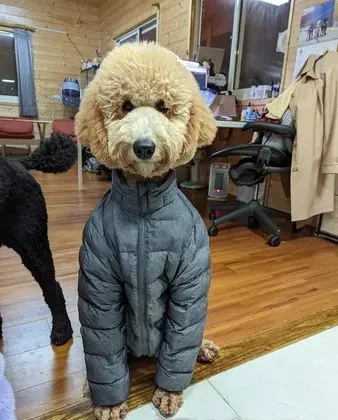 狗子咬坏小主人衣服后罚它穿上……结果：也太帅了吧！