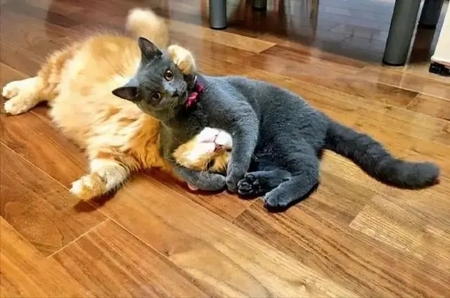 猫咪真的能被“打服”？铲屎官陷入了一个误区