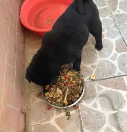 同样都是狗，为何农村养狗是吃剩饭剩菜，宠物狗却不能？