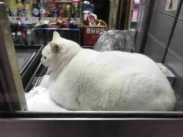 猫几斤算胖？9斤猫算正常吗