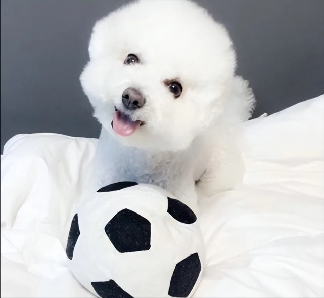 为何越来越多人饲养“比熊”？网友：简直不想换狗了