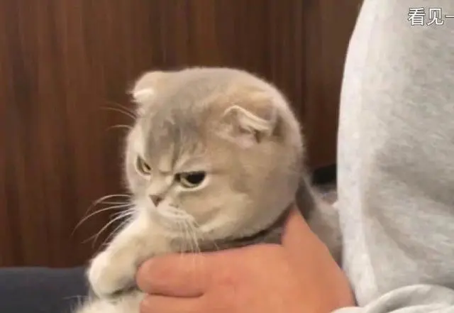 猫咪这些行为，是“生气”的信号，你未必知道