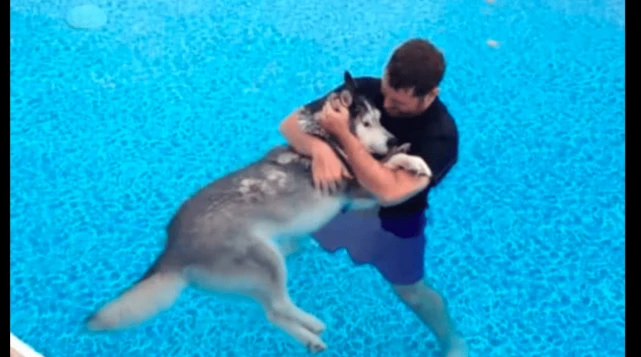 哈士奇掉进泳池快要溺水，快递员勇敢跳入救出狗，却被他人指责！