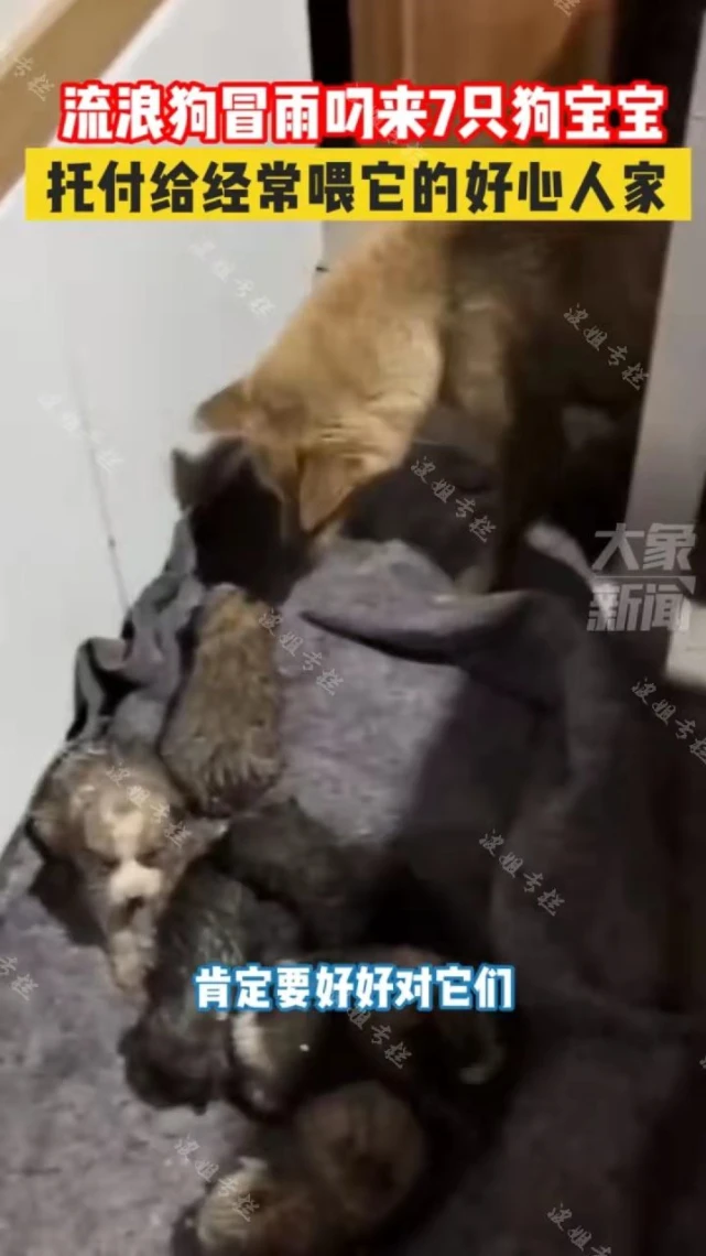 流浪狗冒雨叼着七个小奶狗投奔男子，网友：这是回娘家坐月子