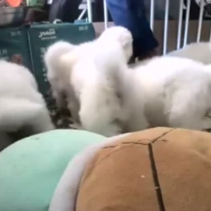 主人在外隔离，面对一窝小奶狗，热心邻居来帮忙