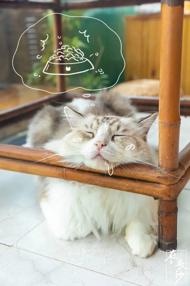 不用戴口罩的长沙小动物们，都在干嘛？