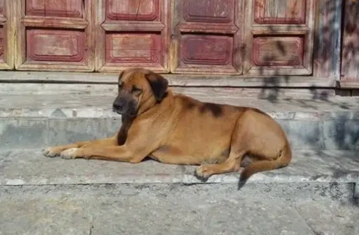 俗语“老狗不在家中死”，为何狗临死前要离开家躲起来？有依据吗