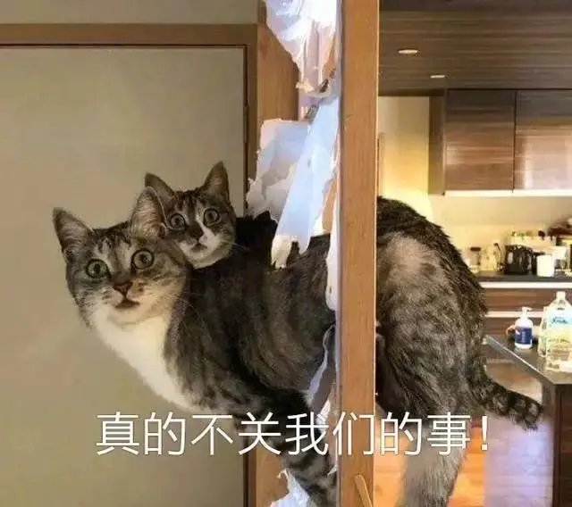 猫咪总是“学狗叫”，是什么意思？