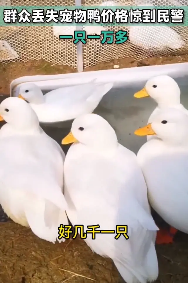 1只鸭子10000多块钱！啥鸭子这么贵？