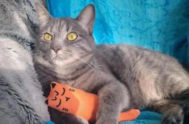 猫趣｜流浪猫自投罗网想要有个家，没想到一年后竟然成功了