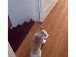 这五件容易导致狗狗瘫痪的事，千万别让它们做！