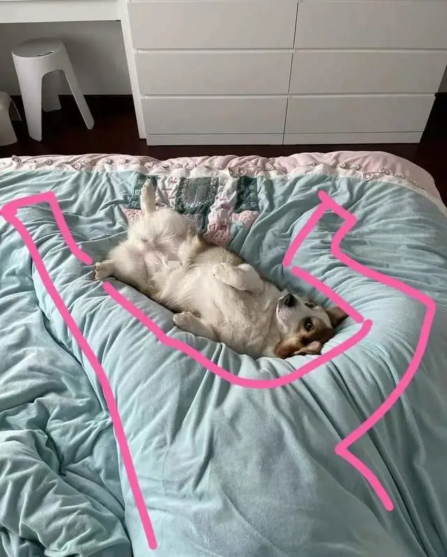 柯基非要挤着睡，宠主被逼睡出各种奇葩睡姿：我为什么要养狗？