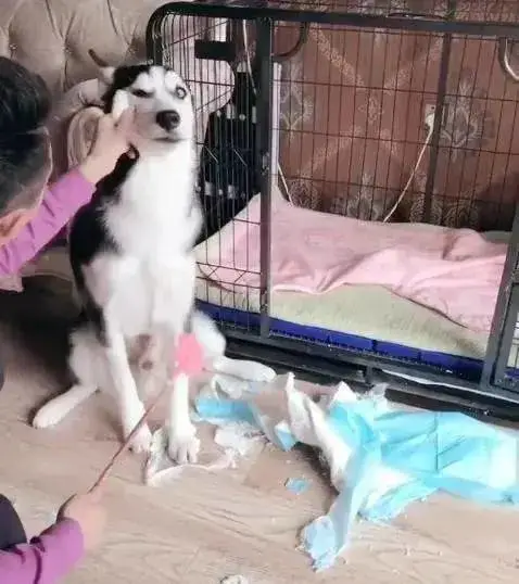 二哈趁主人睡觉拆家，主人醒来后惩罚二哈的方式笑抽网友