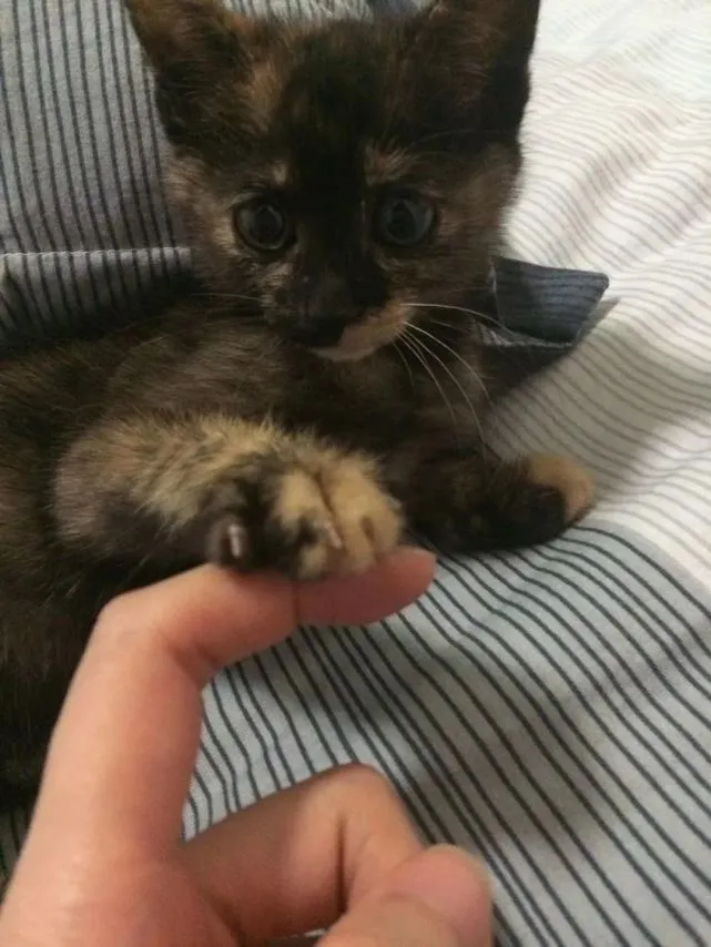 鲜少有人欣赏的玳瑁，竟然是最爱贴贴的猫咪，被封猫德表率？！