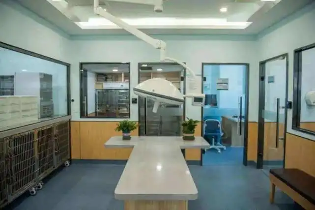 辟谣：狗狗死后不能埋并非迷信，且有科学根据！