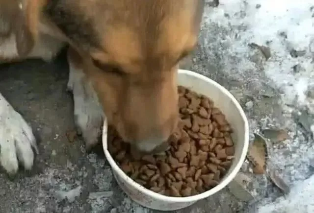 流浪狗第一次吃狗粮，吃了一小口，狗狗感动流泪