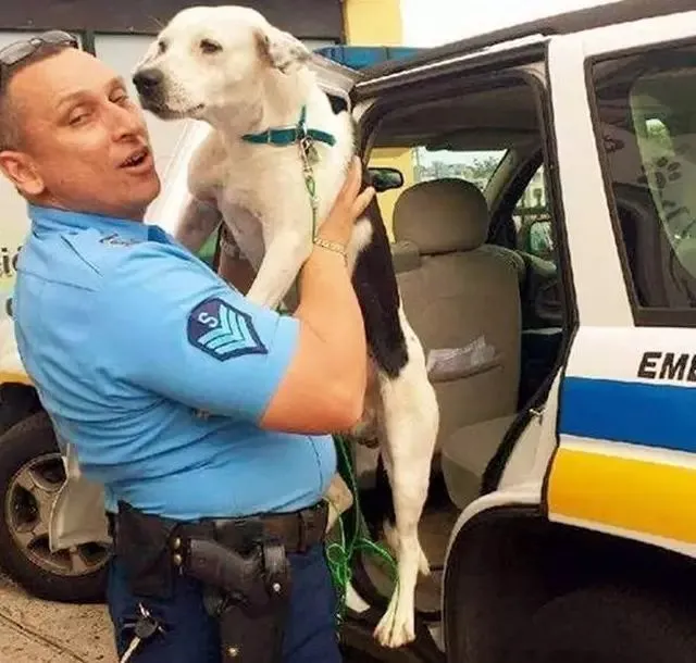 流浪狗去警局自首，最后竟然成为一只出色警犬！
