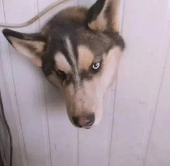 二哈头卡墙上动不了了，主人连着抽了一包烟：到底要房还是要狗？