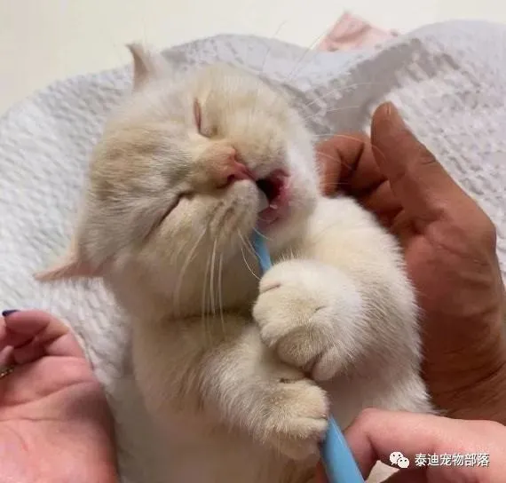 第一次见到这么乖乖刷牙的小猫咪